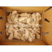 Export Fresh Ginger Air Dry Ginger in Anqiu